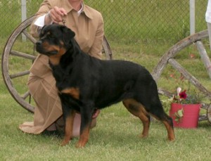 Rottweiler Ava | Am/Can CH. Quickfire's Call'n All Divas v Mplmor, TDI, CGC | shown going winner's bitch Rottweiler Club of Canada National Specialty 2009
