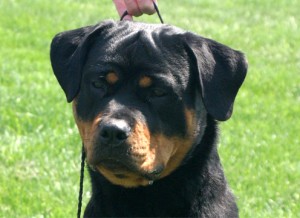 rottweiler Brooklyn head study rottweiler Brooklyn head study