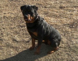 rottweiler | Quickfire's Captain America v Maplemor