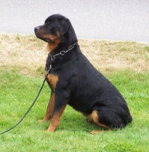 rottweiler | maverick | Quickfire's Cruz Missile v Maplemor rottweiler | maverick | Quickfire's Cruz Missile v Maplemor