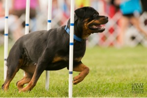 rottweiler agility - Vegas runs the weaves rottweiler agility - Vegas runs the weaves