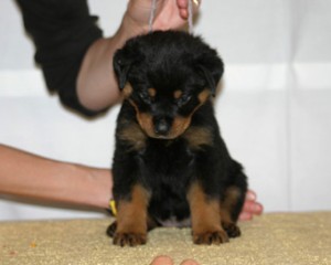 Rottweiler Puppy Wendy