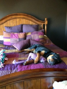 Rottweiler puppy - Wynstone Hondo Rottweiler puppy - Wynstone Hondo