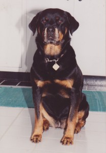 Anejoh - our first Rottweiler Anejoh - our first Rottweilers