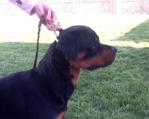 Rottweiler Eli Rottweiler Eli