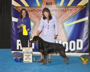 Gibbs takes 3 place AM Bred - 2013 America Rottweiler Club Specialty