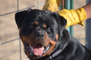 Male Rottweiler Gibbs