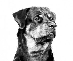 Rottweiler - Athena head study Rottweiler - Athena head study