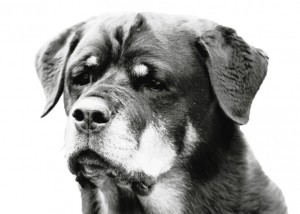 Rottweiler - Quantum - Black & White Head Study Rottweiler - Quantum - Black & White Head Study
