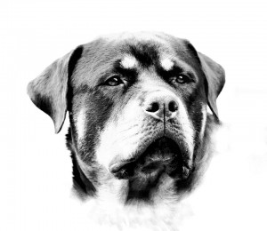 Rottweiler Takoda - Black and White head shot Rottweiler Takoda - Black and White head shot