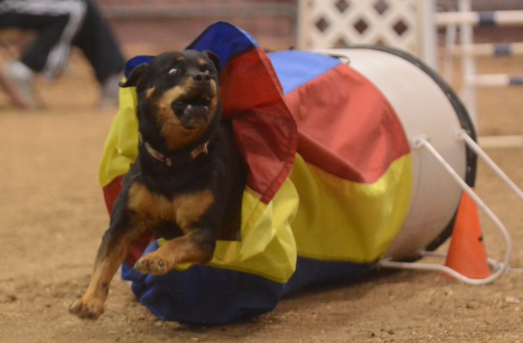 Rottweiler Maggie speeds out of the chute on her way to MACH 5 - photo credit Ken Gee