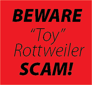 Toy Rottweiler Scam Toy Rottweiler Scam