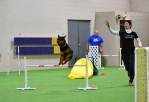 Rottweiler Athena soars over an agility jump at the 2014 ARC National Specialty Rottweiler Athena soars over an agility jump at the 2014 ARC National Specialty