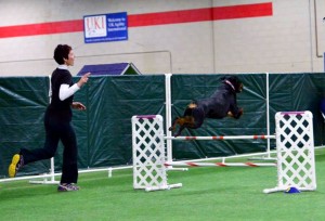 Rottweiler Takoda soars in the 24" class Rottweiler Takoda soars in the 24" class