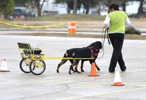 Rottweilers Takoda & Blast work in Carting at the 2014 ARC National Specialty