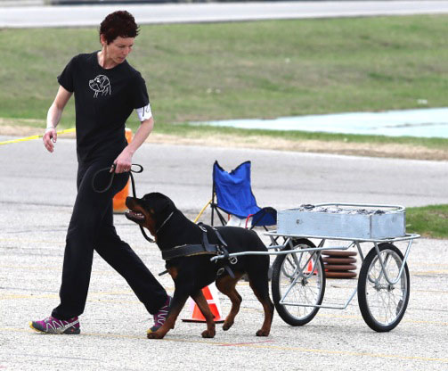 Rottweiler Takoda works in Carting at the 2014 ARC National Specialty