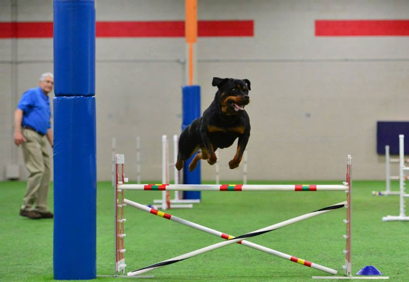 Rottweiler Takoda shows nothing but air at the 2014 ARC National Specialty Rottweiler Takoda shows nothing but air at the 2014 ARC National Specialty