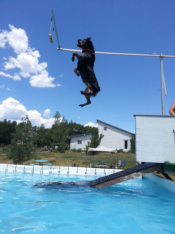 Rottweiler Clipper goes for height in an extreme dock diving competition Rottweiler Clipper goes for height in an extreme dock diving competition