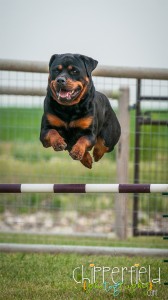 Rottweiler, Takoda, takes a jump at an agility trial Rottweiler, Takoda, takes a jump at an agility trial