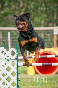 Rottweiler, Takoda, takes a jump at an agility trial Rottweiler, Takoda, takes a jump at an agility trial