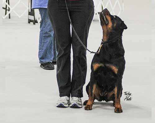 rottweiler takoda in heel position