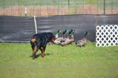 Rottweiler Gibbs Herding ducks at the BVKC AKC Trials