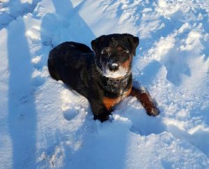 Rottweiler female Franki