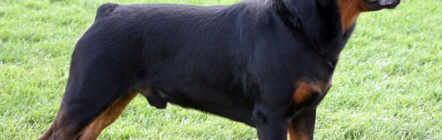 Rottweiler Sire - Logan -Maplemor ARU The One v Evrmor