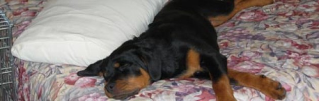 Rottweiler - Aria - Maplemor's Atagirl Aria v Evrmor