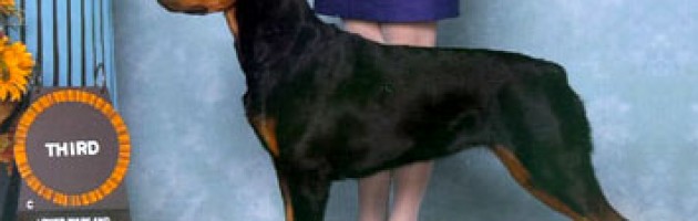 Rottweiler - Ali - Ch. Maplemor's Ali v Evrmor