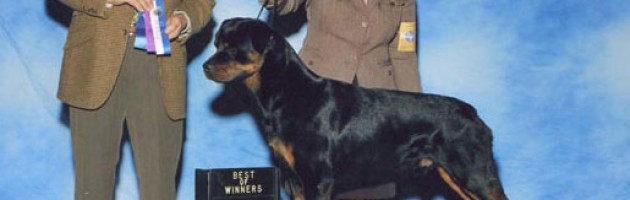rottweiler - Maplemor's Alan R v Evermor