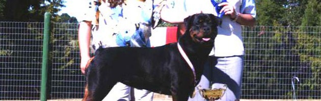 Rottweiler - Artemis