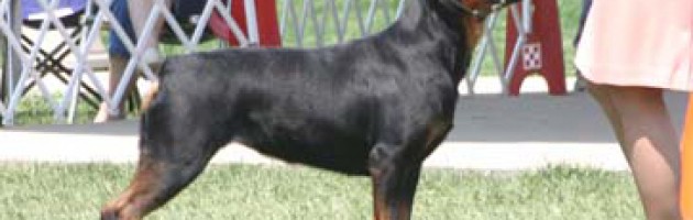 rottweiler - Harleigh- Evrmor's Pure Country v Maplemor