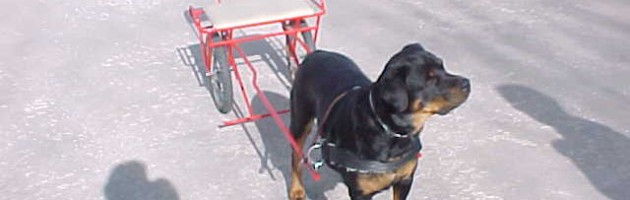 Libby showing us Rottweiler carting