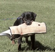 Sam says he is a working rottweiler