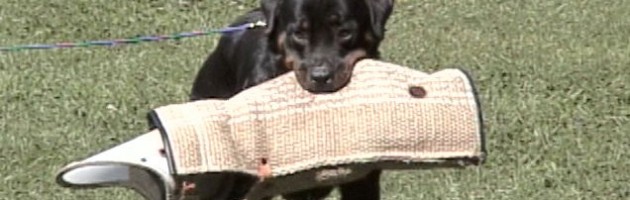 Sam says he is a working rottweiler