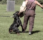 Sam says he is a working rottweiler