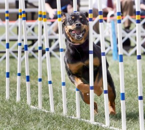 Brita runs the weaves at the Dnews Kennel Club