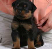 Rottweiler Puppy - Maplemor’s Daughter of Zeus - Athena