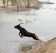Rottweiler Athena takes a dive