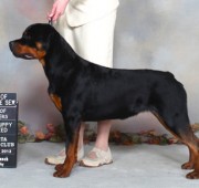 rottweiler - Maplemor Sacagawea's Journey to Wynstone - Takoda