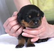 Rottweiler Puppy - Maplemor’s Daughter of Zeus - Athena