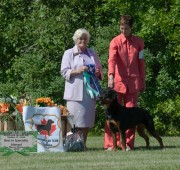 Rottweiler Maplemor’s Daughter of Zeus - Athena - Best Altered RCC Specialty