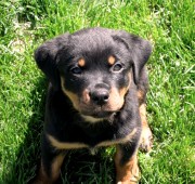 Rottweiler Puppy - Maplemor’s Daughter of Zeus - Athena