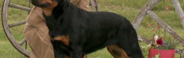 Rottweiler Ava | Am/Can CH. Quickfire's Call'n All Divas v Mplmor, TDI, CGC | shown going winner's bitch Rottweiler Club of Canada National Specialty 2009