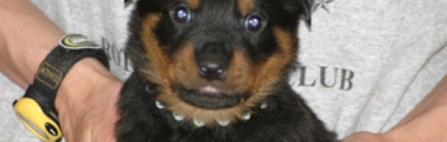 Rottweiler Puppy Axel