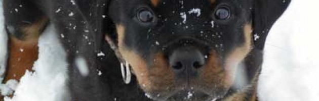 rottweiler puppy Barrett`s first snowfall