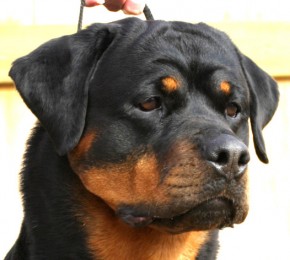 Rottweiler Brita - head study