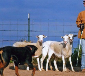 Brita herding sheep