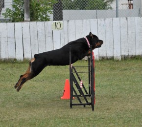 Brita jumping